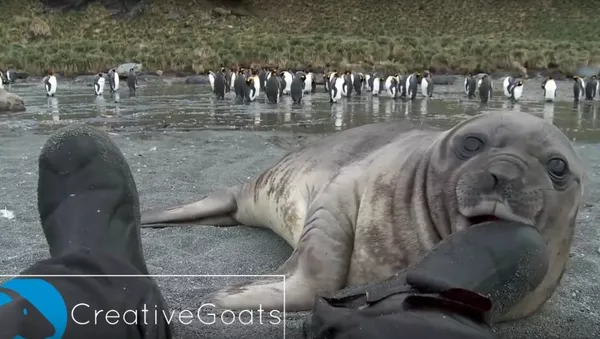 Bebé foca ataca a un hombre - Sputnik Mundo