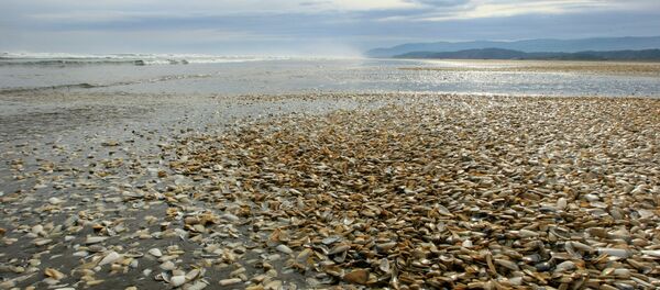 La marea roja en Chile La marea roja en Chile - Sputnik Mundo