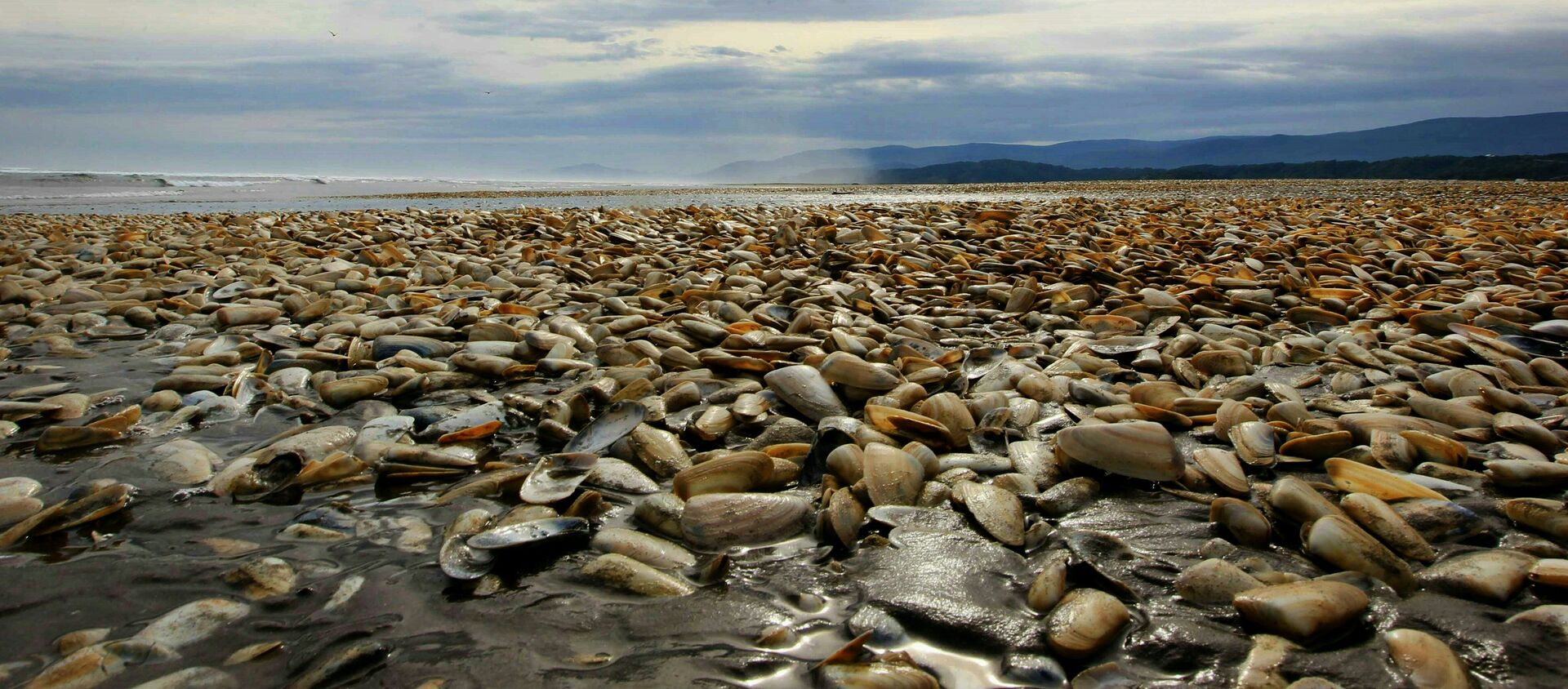 Marea roja en Chile - Sputnik Mundo, 1920, 19.08.2016
