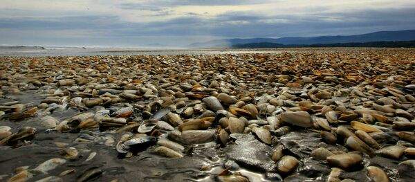 Marea roja en Chile - Sputnik Mundo