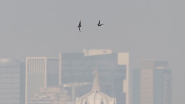 La emergencia ambiental en México - Sputnik Mundo