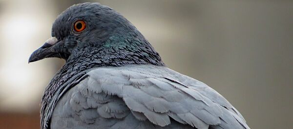 Una paloma (imagen referencial) - Sputnik Mundo