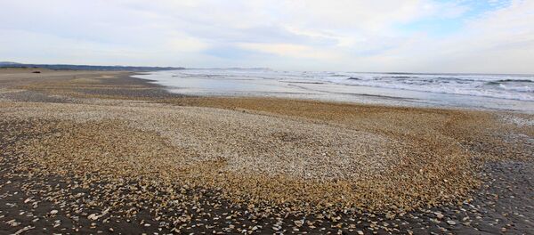 Marea roja en Chile - Sputnik Mundo