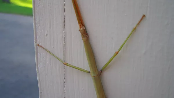 Insecto palo - Sputnik Mundo