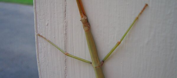 Insecto palo - Sputnik Mundo