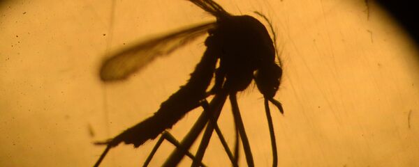 Mosquito Aedes Aegypti - Sputnik Mundo