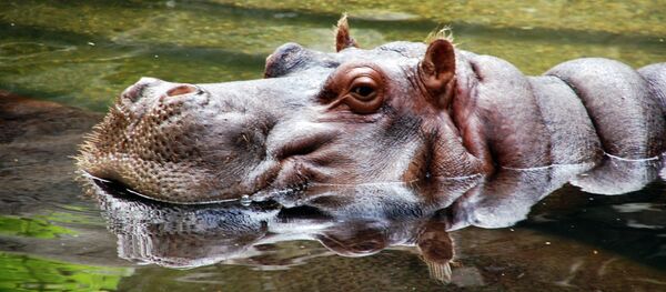 Un hipopótamo - Sputnik Mundo