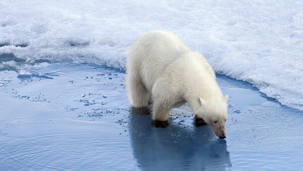 Oso polar - Sputnik Mundo