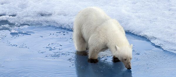 Un oso polar - Sputnik Mundo