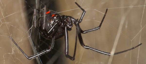 Araña del trigo o ‘la viuda negra' - Sputnik Mundo