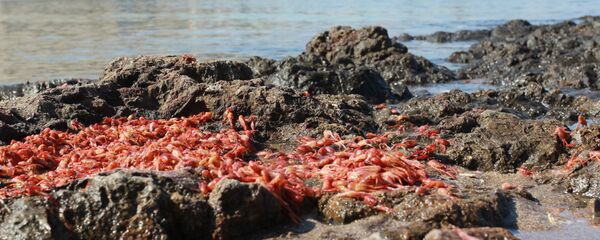 Efecto de marea roja en Chile - Sputnik Mundo