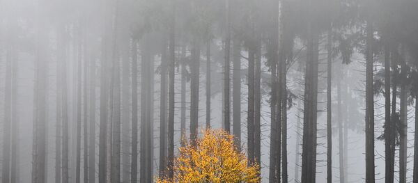 Pinos en Alemania - Sputnik Mundo