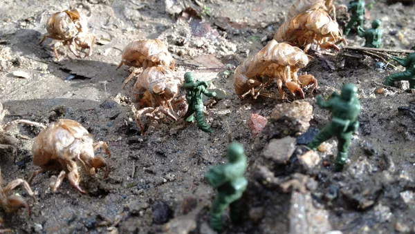 Insectos como armas de guerra - Sputnik Mundo