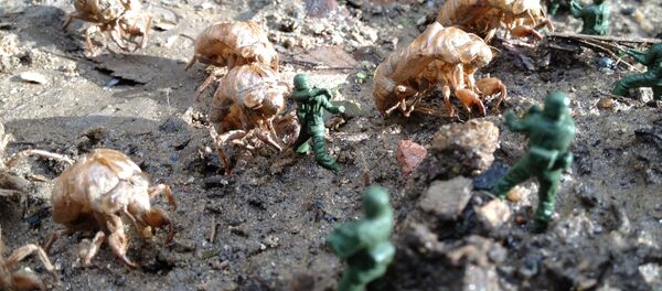 Insectos como armas de guerra Insectos como armas de guerra - Sputnik Mundo