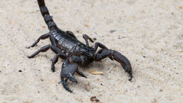 Escorpión - Sputnik Mundo