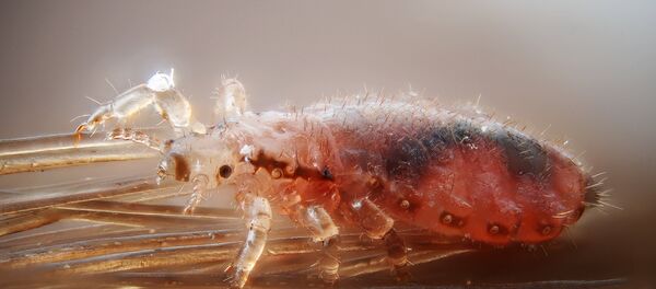 Piojo - Sputnik Mundo