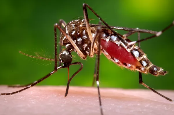 Mosquito Mosquito - Sputnik Mundo