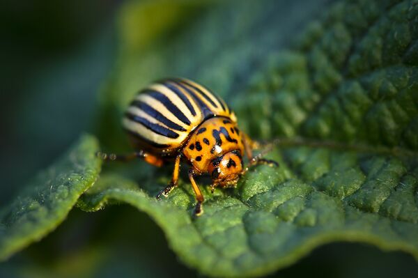 Escarabajo de Colorado  - Sputnik Mundo