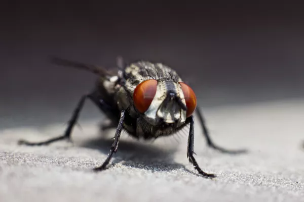 Mosca Mosca - Sputnik Mundo