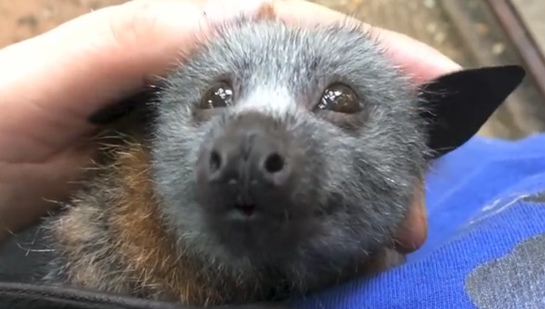 ¿Cómo entrenar a tu murciélago? - Sputnik Mundo