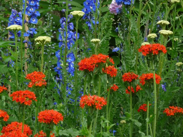 Flores del campo - Sputnik Mundo