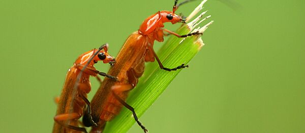 Insectos - Sputnik Mundo