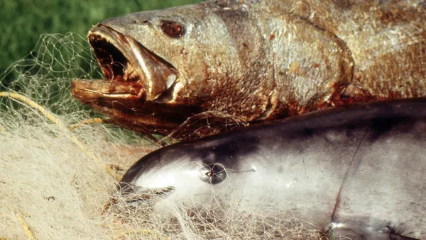 Totoaba muerta (arriba) y vaquita marina (abajo). Archivo - Sputnik Mundo