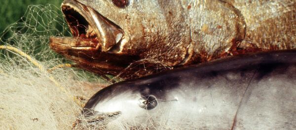 Totoaba muerta (arriba) y vaquita marina (abajo). Archivo - Sputnik Mundo
