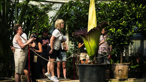 Florecimiento de la 'flor cadáver' - Sputnik Mundo