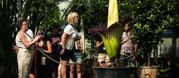 Florecimiento de la 'flor cadáver' - Sputnik Mundo