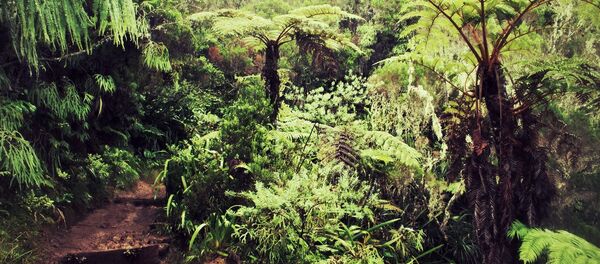 Un bosque (imagen referencial) - Sputnik Mundo