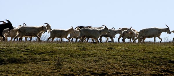 Cabras pastando - Sputnik Mundo