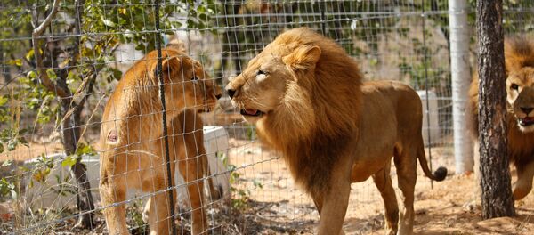 Leones - Sputnik Mundo