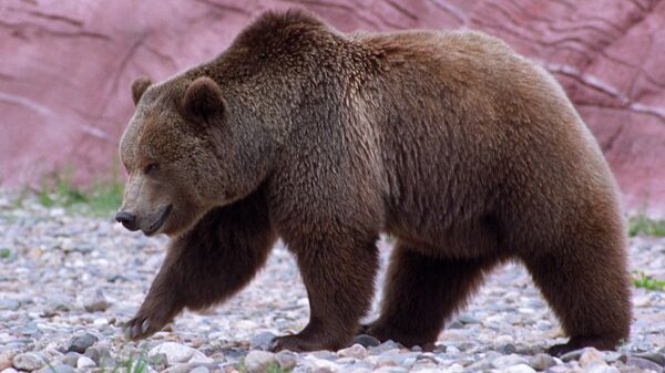 Un oso - Sputnik Mundo