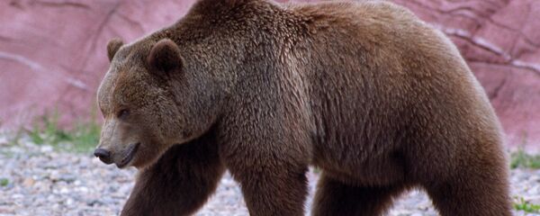 Un oso - Sputnik Mundo