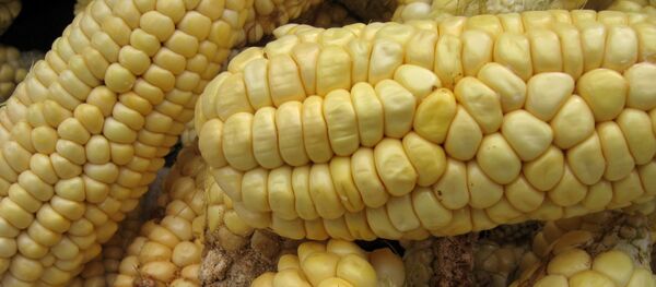Maíz Maíz - Sputnik Mundo