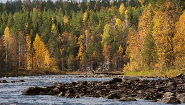 Bosques en Rusia - Sputnik Mundo