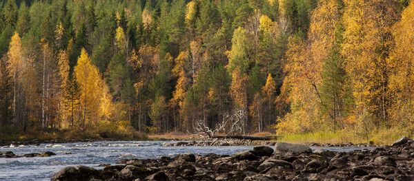 Bosques en Rusia - Sputnik Mundo