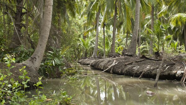 Una selva en Tailandia - Sputnik Mundo