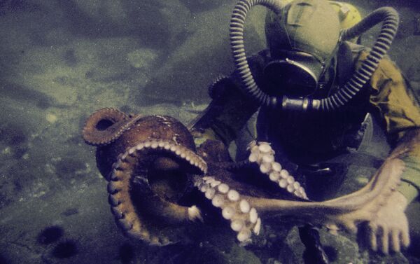Buzo y pulpo en las costas de la Isla de Sajalín - Sputnik Mundo