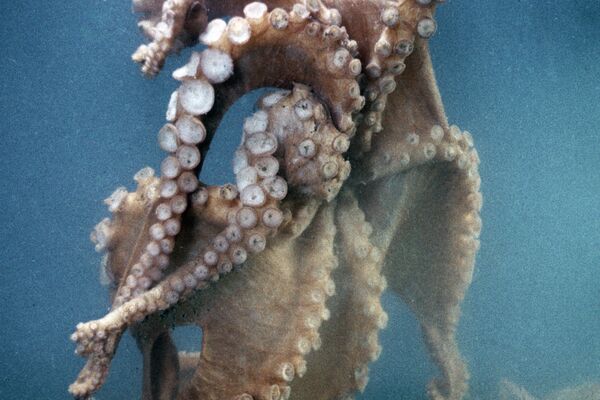 Pulpo en las costas de la Isla de Sajalín - Sputnik Mundo