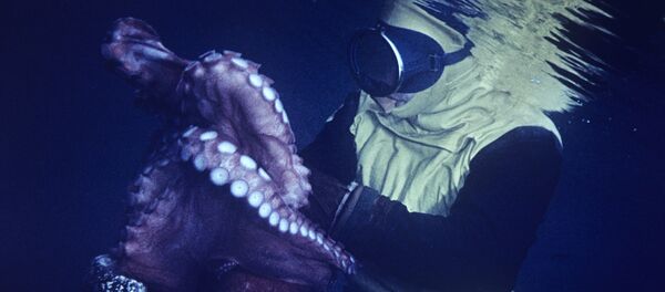 Buzo y pulpo. Mar de Japón - Sputnik Mundo