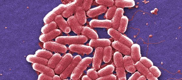 Superbacteria ultrarresistente hallada en EEUU - Sputnik Mundo