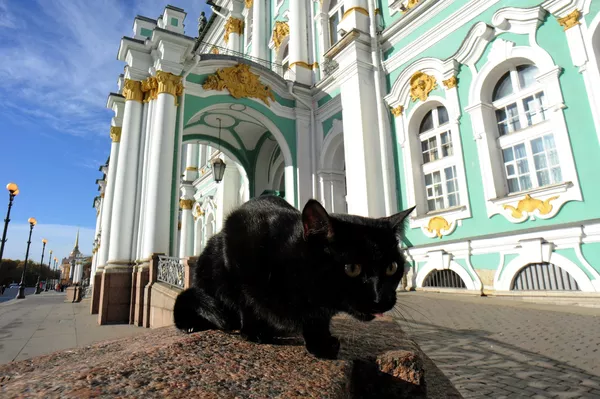 Un empleado felino del Hermitage Un empleado felino del Hermitage - Sputnik Mundo
