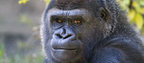 Gorilla - Sputnik Mundo
