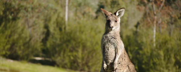 Un canguro - Sputnik Mundo
