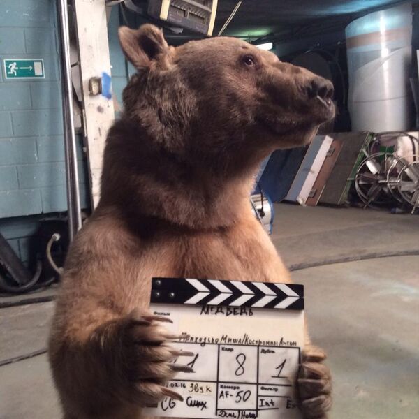 El oso Stepán, estrella de cine  - Sputnik Mundo