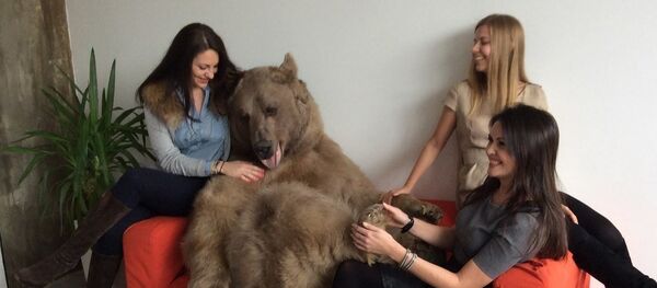 El oso Stepán en una sesión de fotos El oso Stepán en una sesión de fotos - Sputnik Mundo