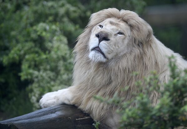 El nacimiento de un bebé panda y otras noticias del mundo animal - Sputnik Mundo