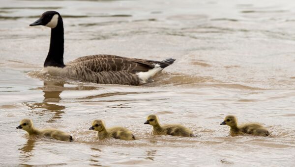 El nacimiento de un bebé panda y otras noticias del mundo animal - Sputnik Mundo